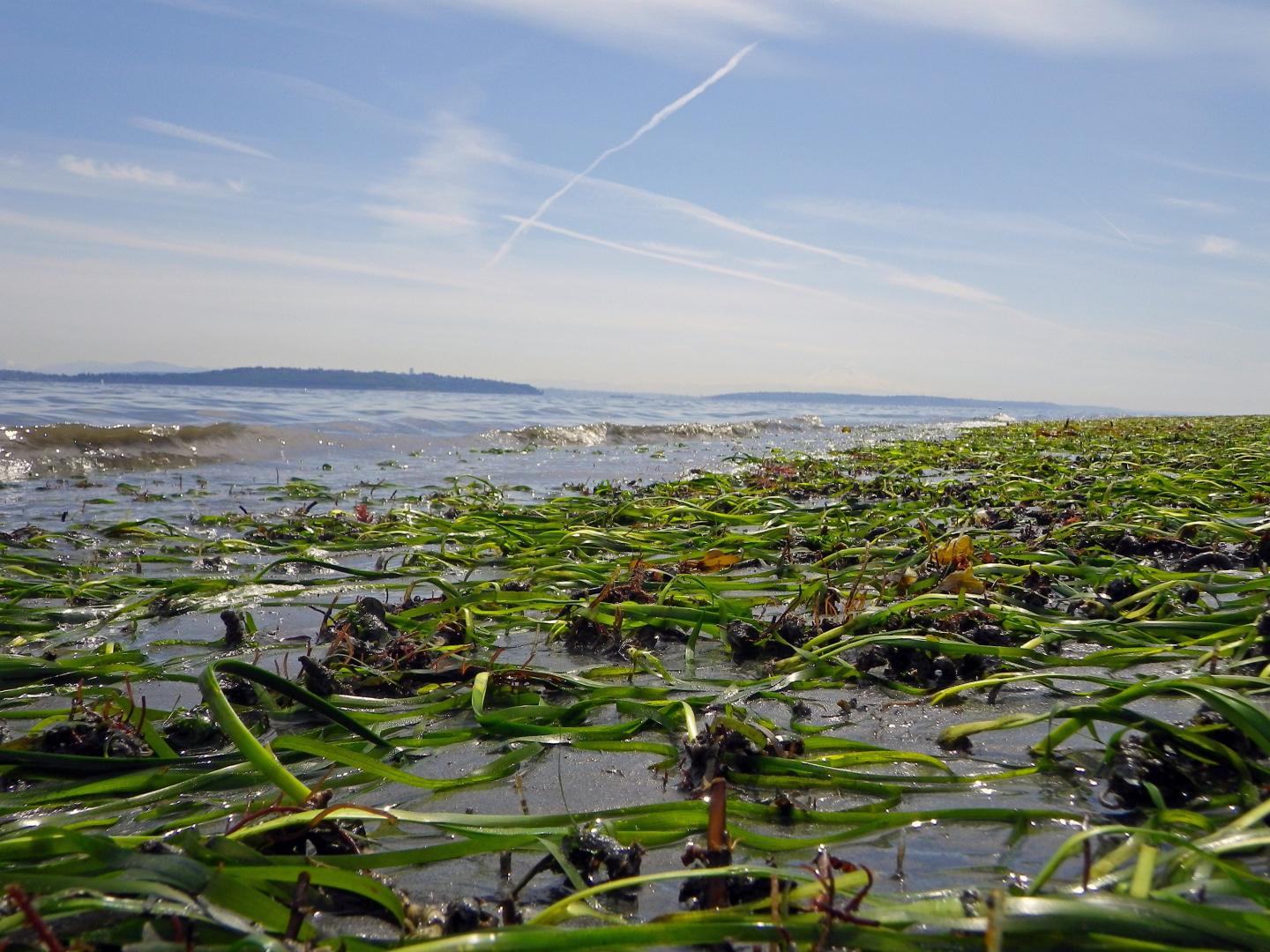 Eelgrass Bed