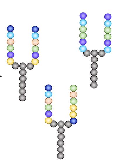 The 7-Day Antimicrobial Challenge