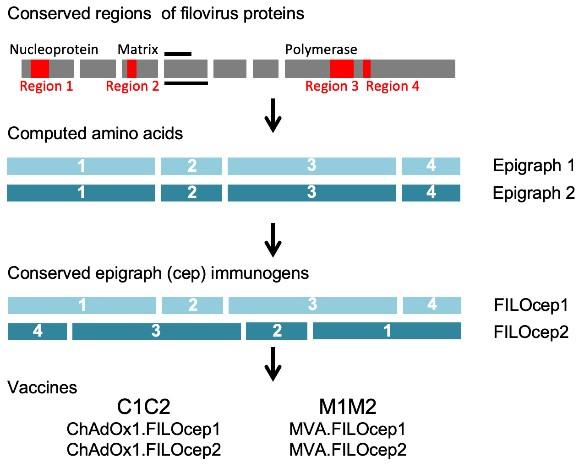 Pan-Filovirus T-Cell Vaccine Protects Mice from Ebola and Marburg
