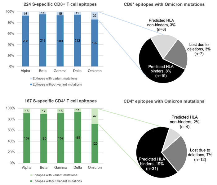 The research team found that despite the number of epitopes encompassing Omicron mutations are nonetheless notably higher than other virus variants, Omicron, like other variants, is still unlikely to escape human’s T cell responses.