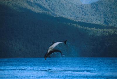 Bottlenose Dolphin 1