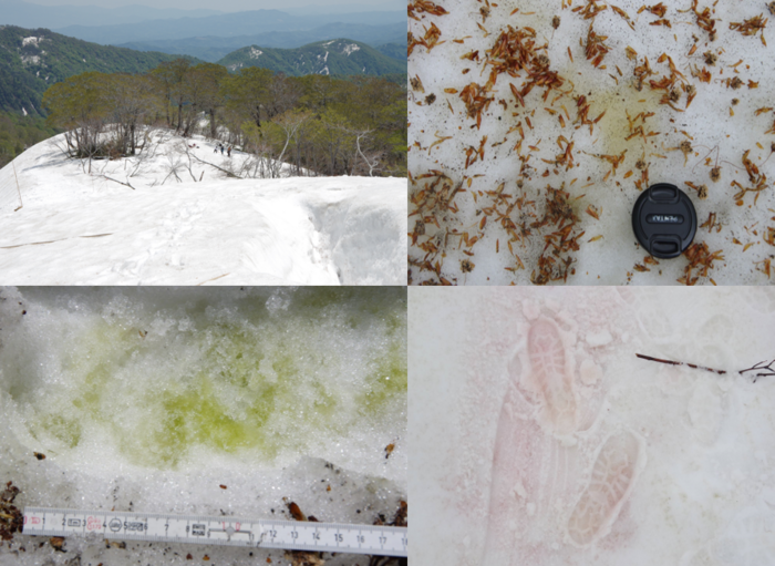 Algal blooms on Mount Gassan have a strong association with springtime vegetation and tree phenology