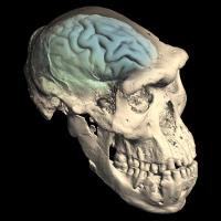 Internal braincase structures