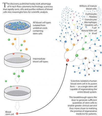 Isolating Rare Blood Stem Cells