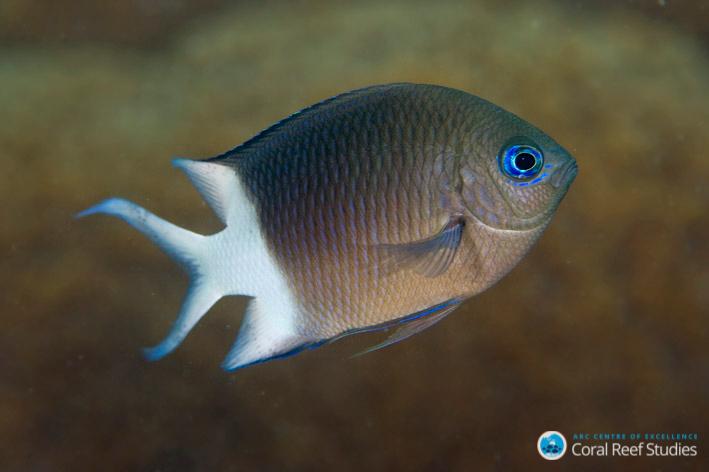<i>Acanthochromis</i> Joao Krajewski