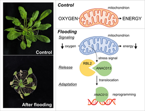 low oxygen stress in plants