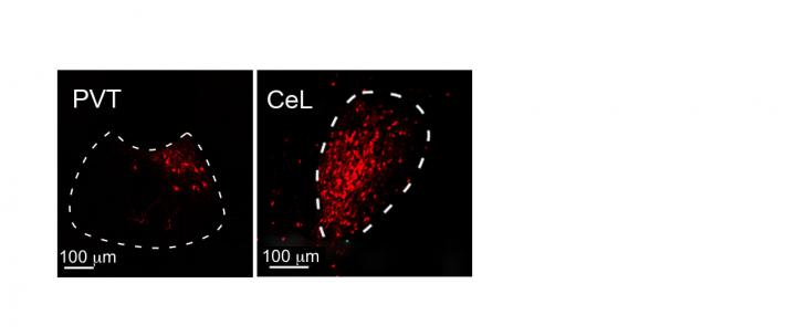 Tracing Neurons to Find a Circuit that Controls Fear in the Mouse Brain