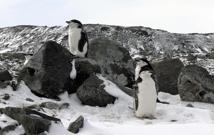 Penguins