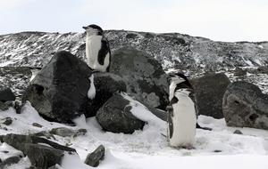 Penguins