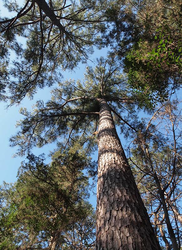 Stengl Lost Pines Biological Station