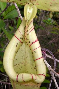 Trap of a Pitcher Plant with Ants