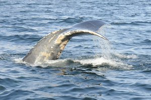 Injured Right Whale