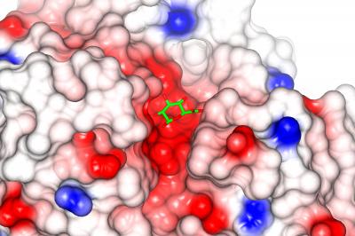 Griffith University Institute for Glycomics (2 of 2)