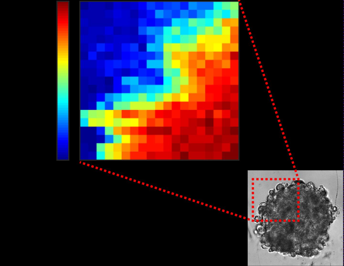 Mapping of Tumor Models' Rigidity.