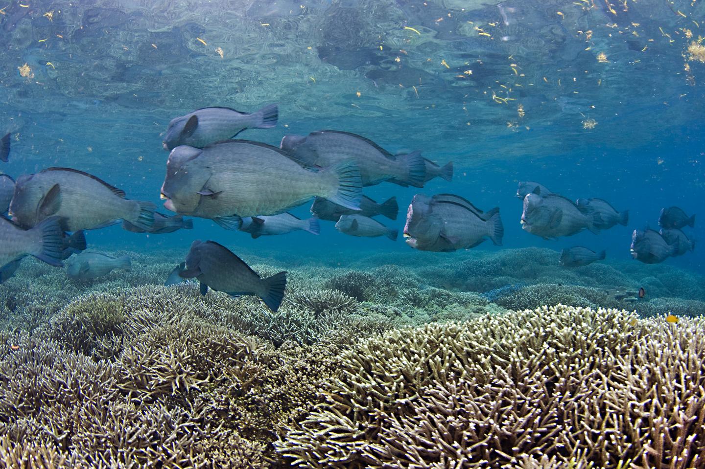 Giant Humphead Parrotfish