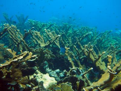 Genetics Reveal that Reef Corals and Their Algae Live Together but Evolve Independently (1 of 3)
