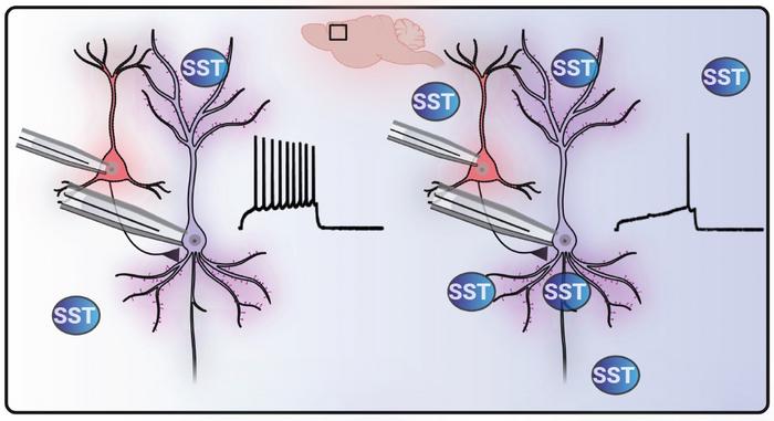 Somatostatin dampens cortical signaling