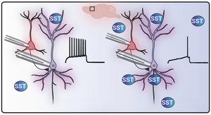 Somatostatin dampens cortical signaling