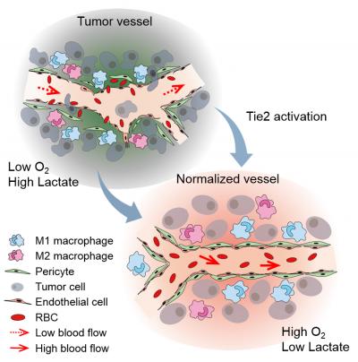 Blood Vessel around Tumors before and after Treatment with ABTAA