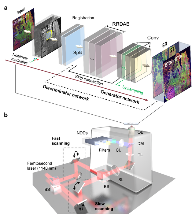 Schematic of deep learning autofluorescence-harmonic microscopy.