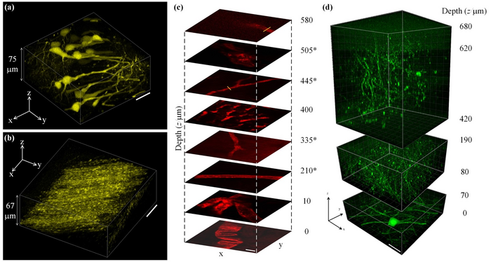 Two-photon imaging results, based on the novel 937-nm laser.