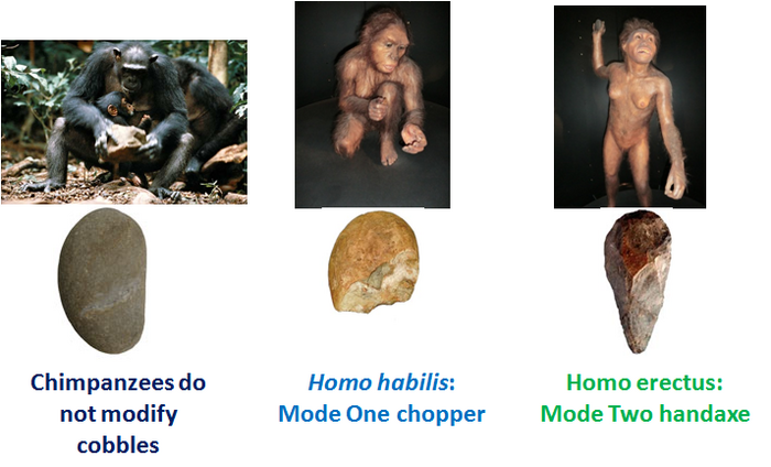 homo habilis homo erectus