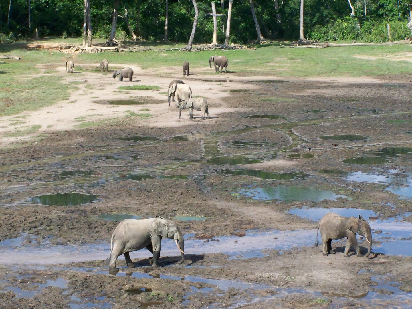 Elephant Trails 1