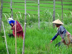 Rice farmers in Thailand