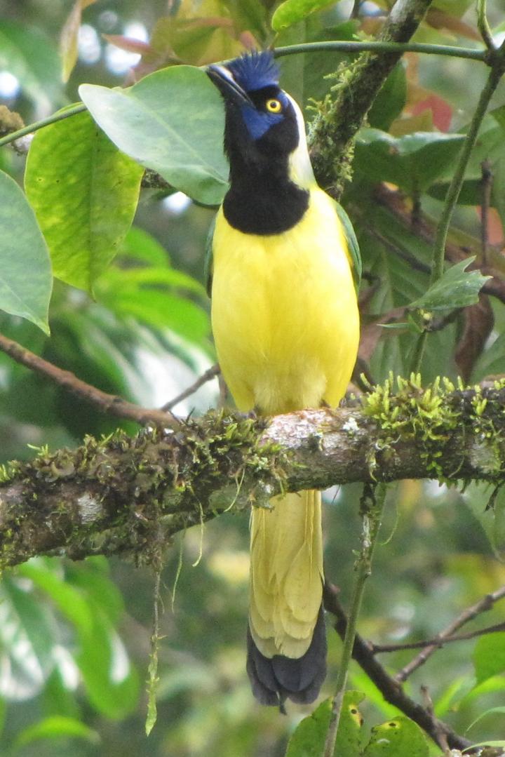 Inca Jay