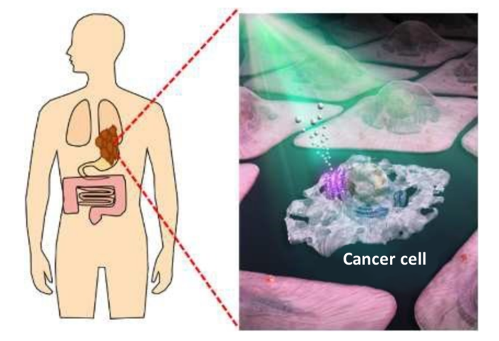 Triggering Cellular Apoptosis by Optical Targeting