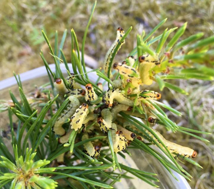 Pine Sawflies