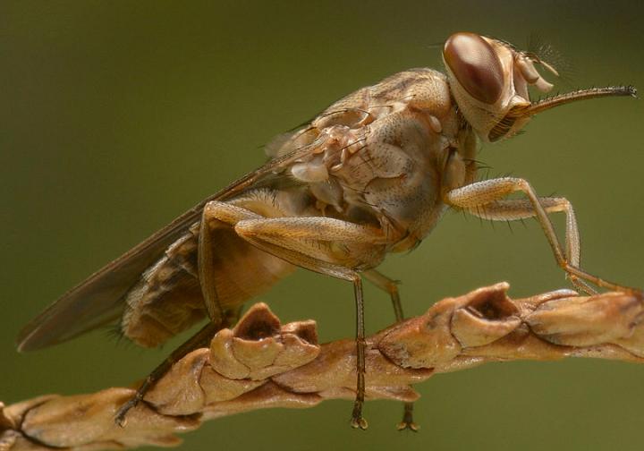 A Tsetse Fly
