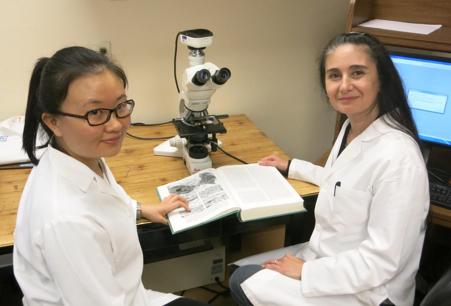 Blood Vessel Discovery a Major Step Toward Growing Kidneys (1 of 3)