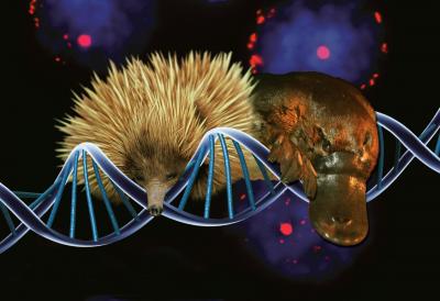 Australia's Unique Platypus