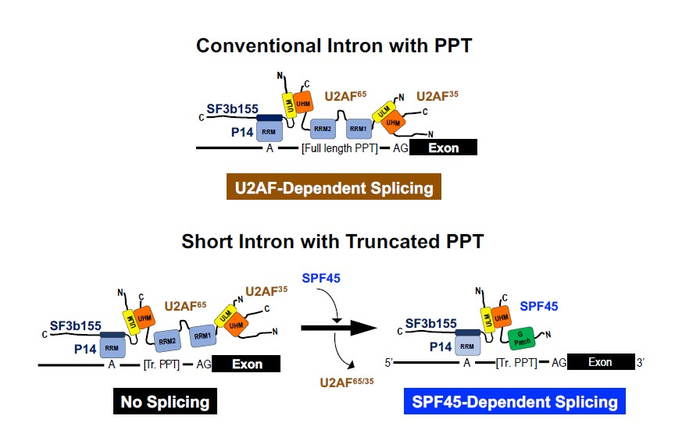 previously known U2AF-dependent splicing on a conventional intron and novel SpF-45 dependent splicing on a short intron