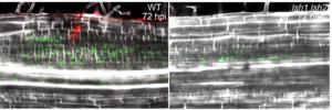 LSH1/LSH2 are required to make nodules an infectable and habitable organ for rhizobial bacteria