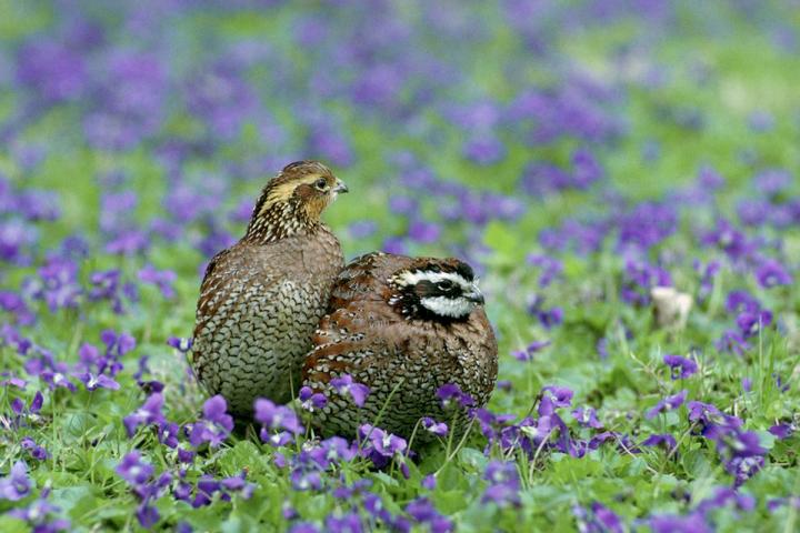 Bobwhites