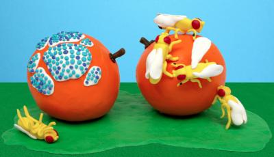 Disgust Circuit: Flies Sniff Out and Avoid Spoiled Food (3 of 3)