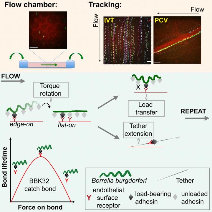 Bacteria Exploit Blood Flow to Travel in Body