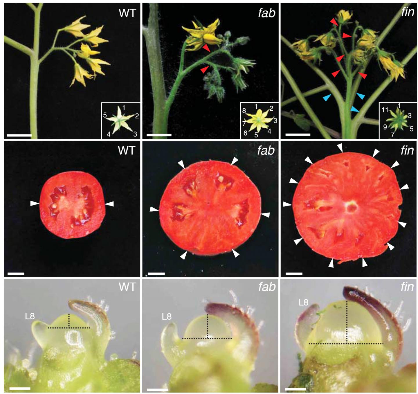 More Stem Cells, Bigger Fruits