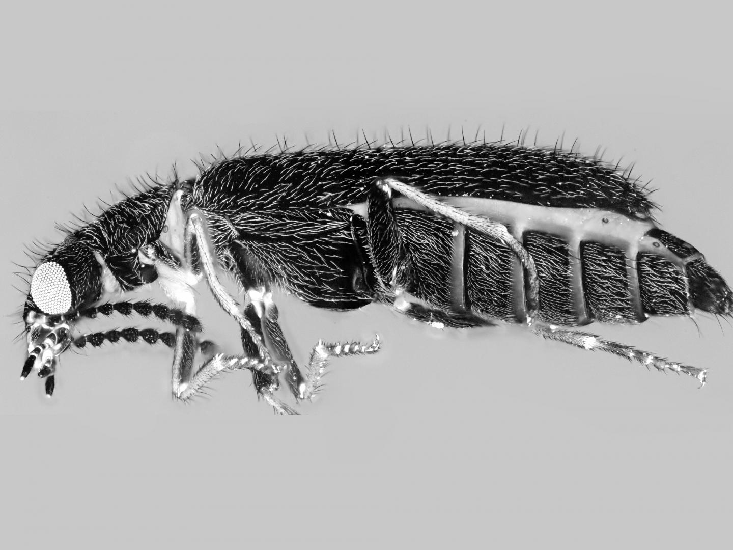 Soft-wing Flower Beetle