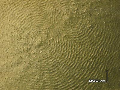 <i>M. xanthus</i> Waves (2 of 2)