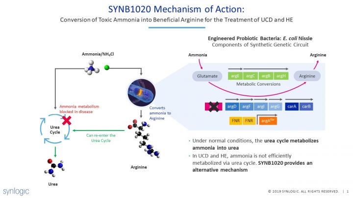 Schematic of SYNB1020 Engineering and Mechanism of Action