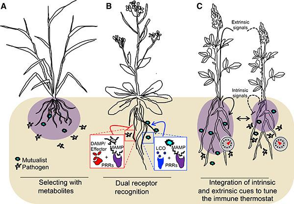 Plant evolution driven by interactions with symbiotic and pathogenic  microbes