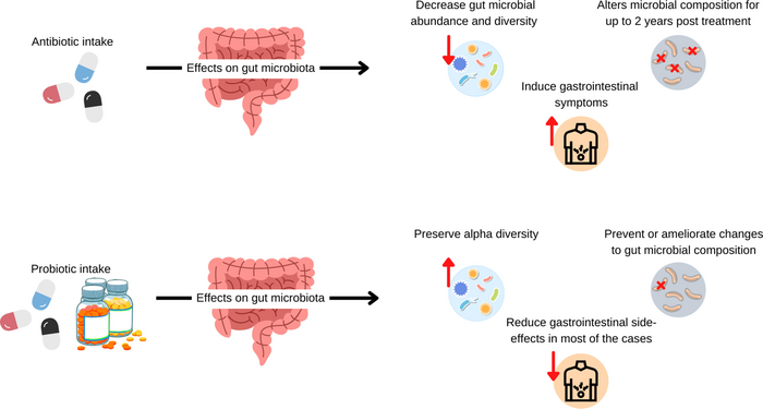 Conceptual model of the effect of antibiotics and/or probiotics on the gut microbiota.