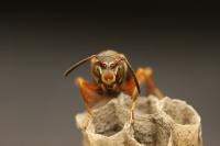 Queen Wasps