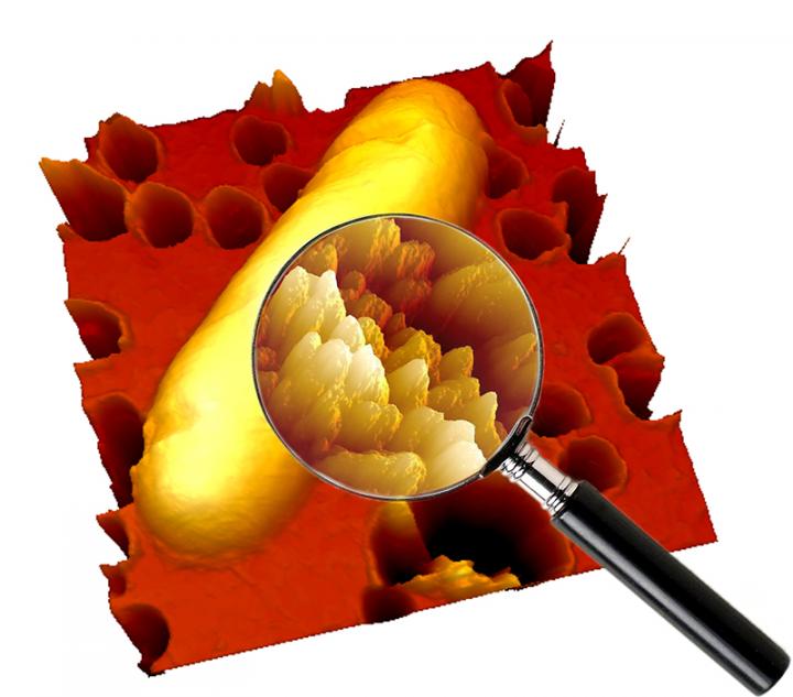 An <em>E. coli</em> Bacterium Treated with Pentamidine