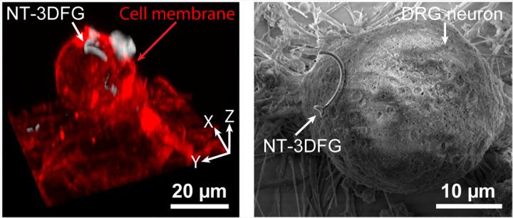 Nanowires Stimulating Neurons
