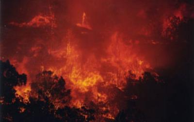 More Than 30 Percent of the Earth is Subjected to Frequent Fires