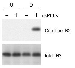Citrullination of Histone Proteins by Nanosecond Pulsed Electric Fields (nsPEFs)